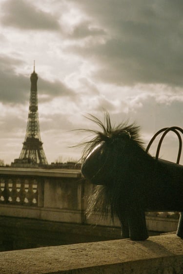 Animals in Paris